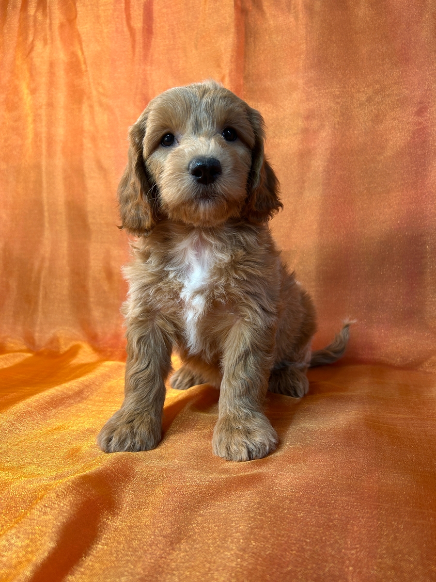 Female Bichon Poo Puppy for Sale DOB 1-27-2025 $950